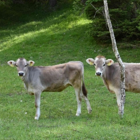 Umgeben von Viehweiden